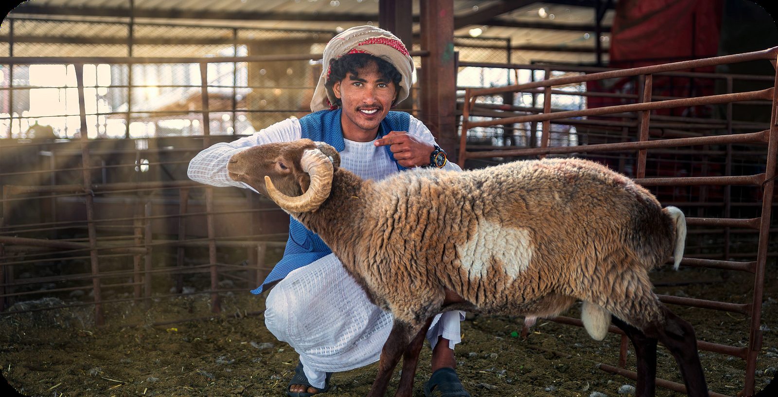 Awad, the fictional breeder persona from the Wfrah research, crouching beside a ram in a pen
